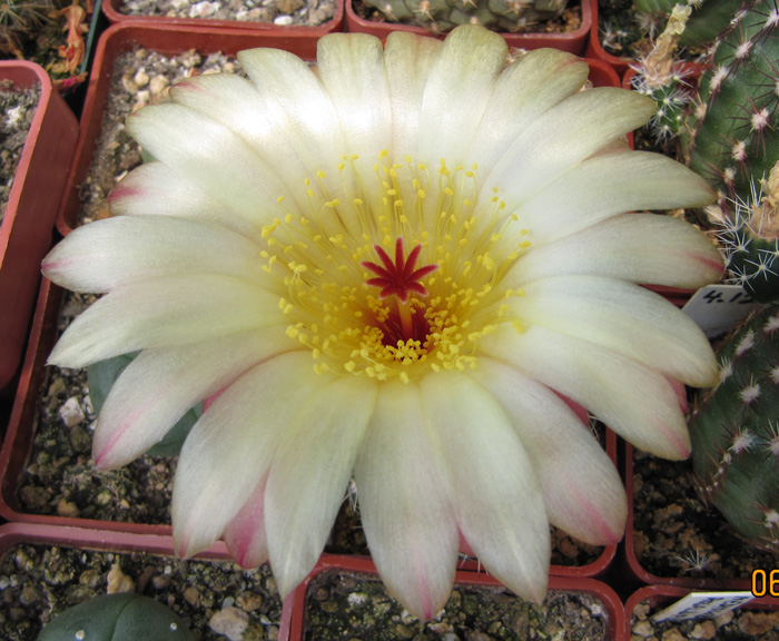 Notocactus caespitosus flower